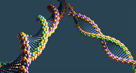 DNA 3D Model