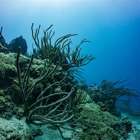 Coral Reefs of Northeast Tobago – Maritime Ocean Collection