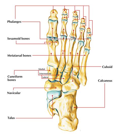 The Second Metatarsal – Earth's Lab