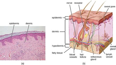 Difference Between Dermis and Epidermis | Definition, Structure ...