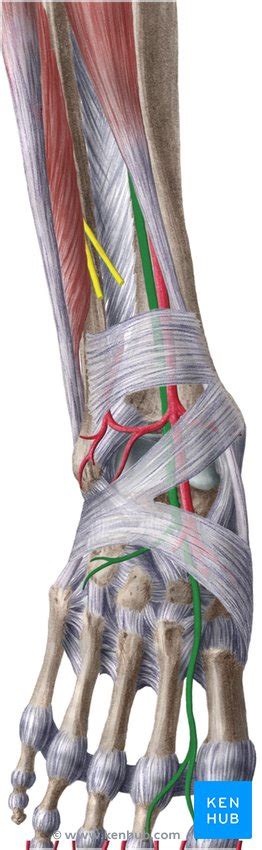 Deep fibular (peroneal) nerve: Origin, course, function | Kenhub