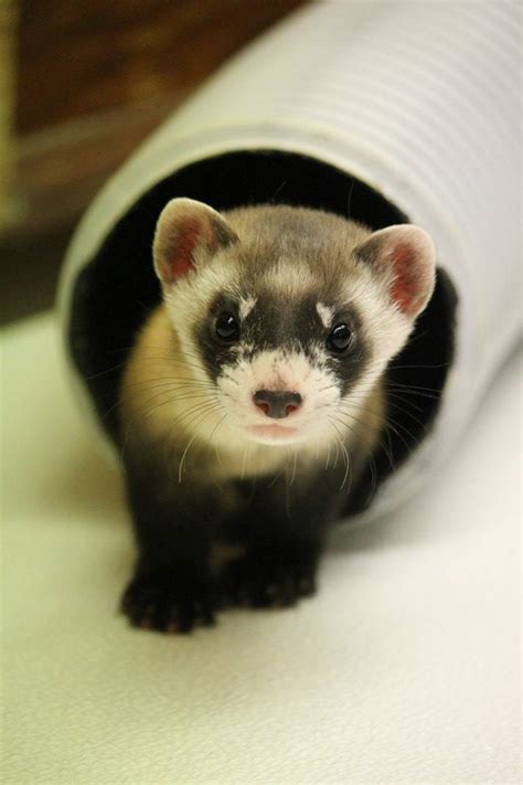 Black-footed Ferret Baby Boom - ZooBorns