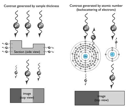 Electron Microscope Uses Electrons for Their Which Property - Luca-has ...