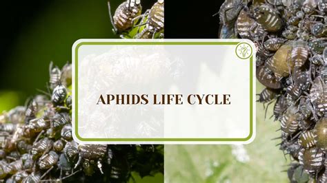 Aphids Life Cycle: Complete Guide for Gardening Beginners - Plant America