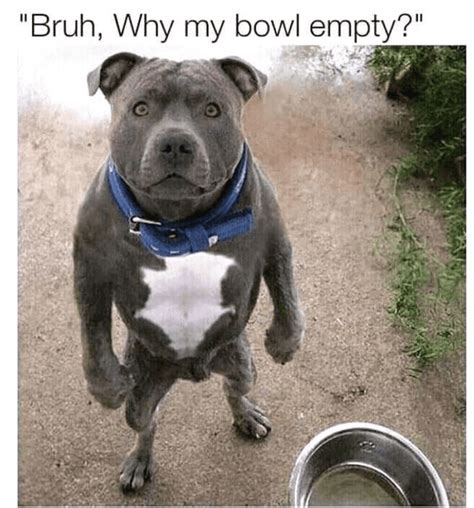 13 Funny Dog Memes Who Are Coming Right at Ya!