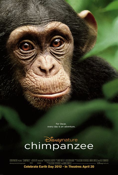 Chimpanzee