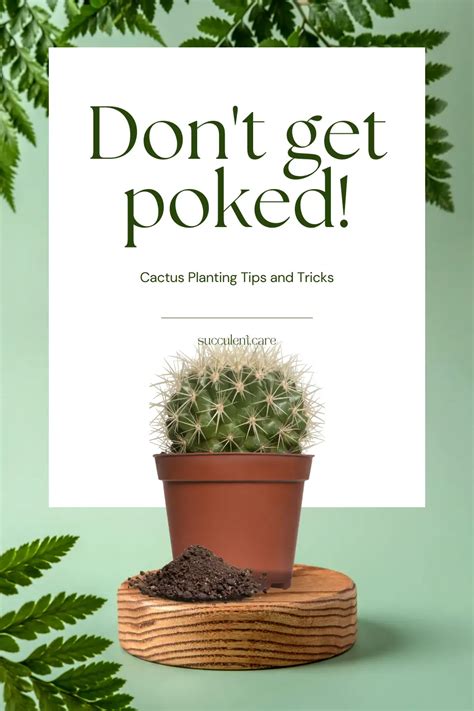 Cactus-Planting-tips-and-tricks - SUCCULENTdotCARE