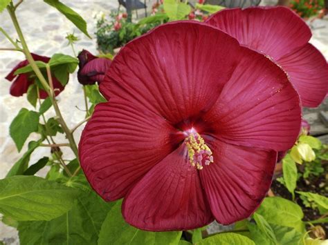 Hardy Hibiscus Pruning: How And When To Prune Perennial Hibiscus Plants