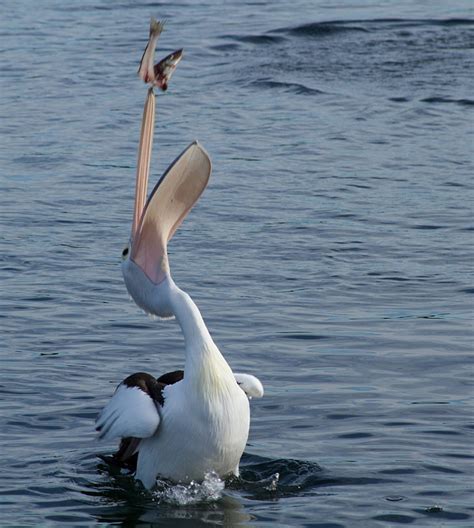 Royalty-Free photo: Pelican eating fish | PickPik