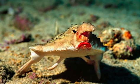 Red Lipped Batfish Adaptations | Sitelip.org