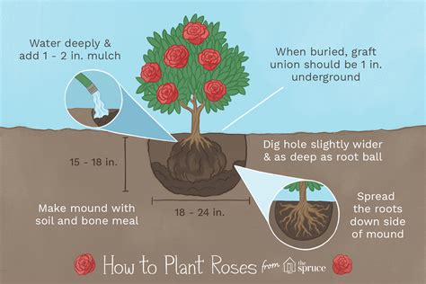 How to Plant Roses | Planting roses, Planting rose bushes, Transplanting roses