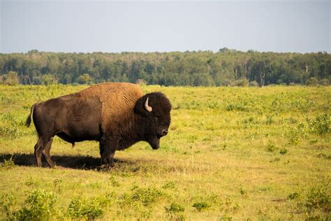 Wood Buffalo National Park