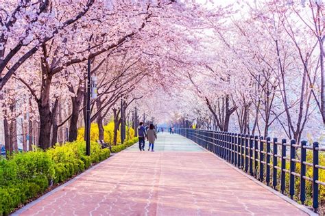 Premium Photo | Cherry blossom of spring in seoul, south korea .soft ...