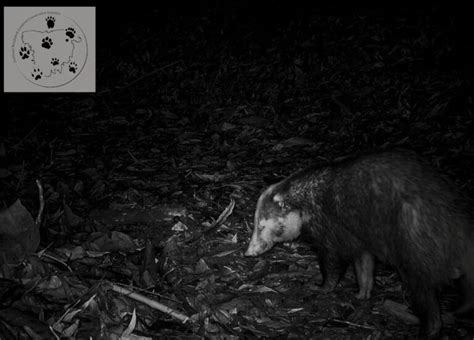 Species Spotlight: The Greater Hog Badger, Cornered by a Hunting-Driven ...