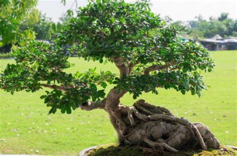 20 Pcs Sacred Fig Tree Seeds, Ficus Religiosa Seeds