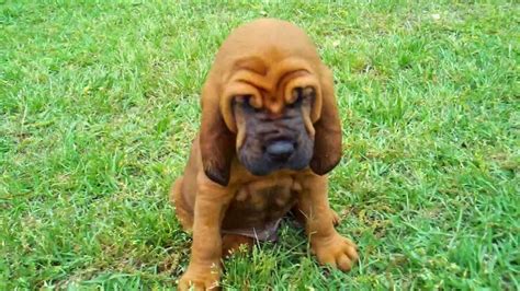 Rules of the Jungle: Bloodhound puppies