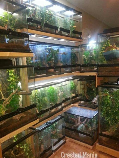 Crested Gecko set up inspiration | Crested gecko, Reptile room, Reptile cage