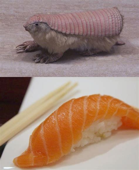 Pink Fairy Armadillo Nigiri 2015 11 19 | Pink fairy armadillo, Fairy ...