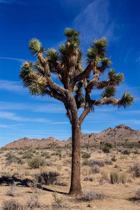 Joshua Tree – Photography by CyberShutterbug