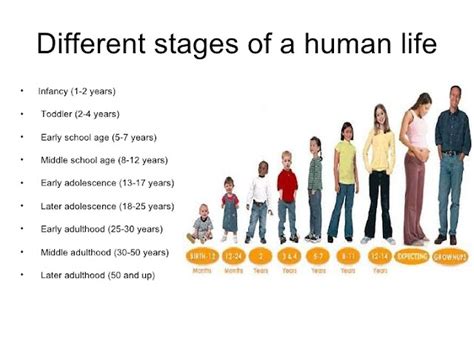 Stages of life - Ages and stages ~ COURS de la pharmacie