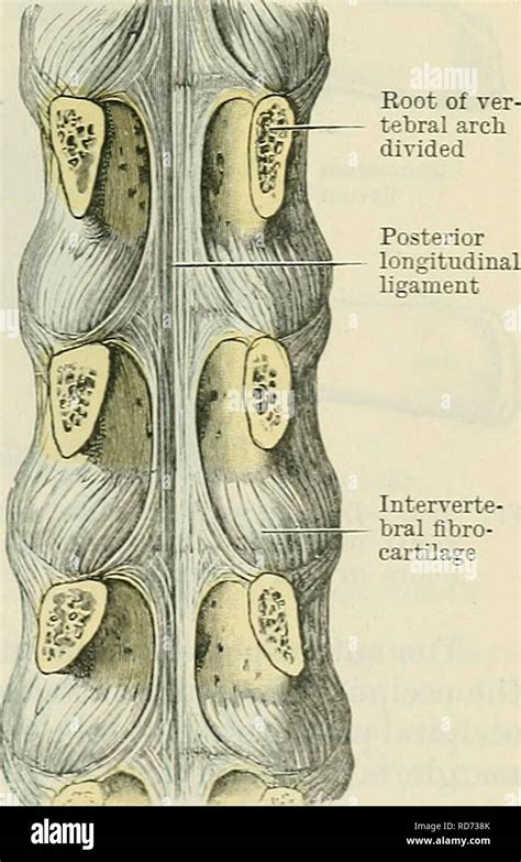 Annulus fibrosus hi-res stock photography and images - Alamy