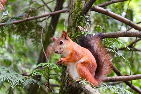 What is a Flying Squirrel? Can they really fly? | Fingerlakes1.com