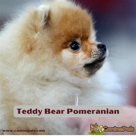 Pomeranian Bear Face