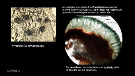 Intro to Crustose Lichen Identification - YouTube