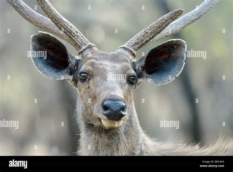 Male Sambar deer with antlers Stock Photo - Alamy