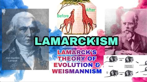 LAMARCK'S THEORY OF EVOLUTION. LAMARCKISM & WEISMANNISM(continuity of ...