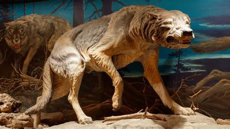 Bone disease likely plagued Ice Age canines and felines | Popular Science