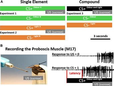 Frontiers | Visual accelerated and olfactory decelerated responses during multimodal learning in ...