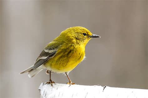 Identifying the Pine Warbler