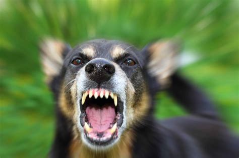 Dog behavior issues: Take steps to control barking, chewing, aggression