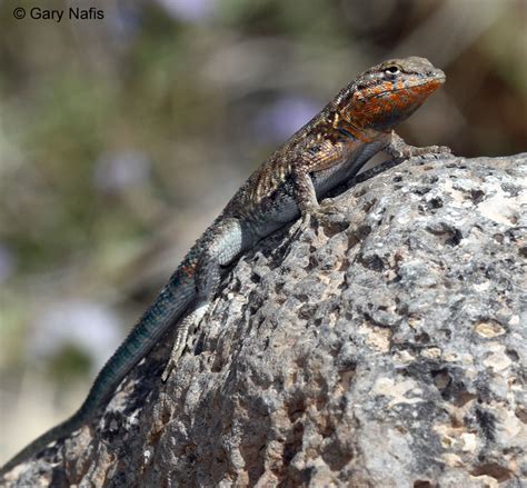 Western Side-blotched Lizard - Uta stansburiana elegans