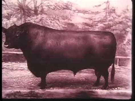 Angus Cattle History: The History of the Angus Breed in America ...