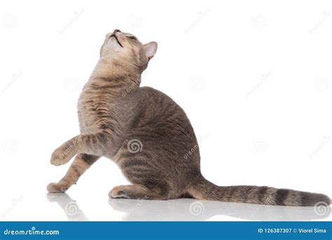 Grey Funny Playful Cat Looking Up To Side Stock Image - Image of play ...