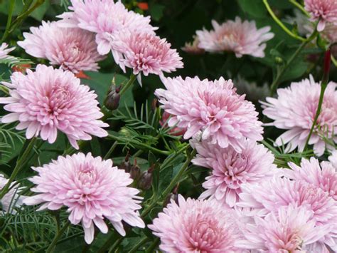 Pink Mums | Mums flowers, Autumn display, Most popular flowers