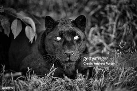 Black Panther Hunting Photos and Premium High Res Pictures - Getty Images