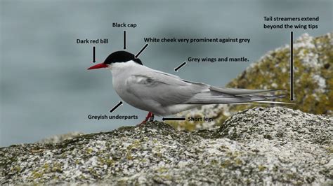 Common and Arctic Tern id - a photo-guide - BirdWatch Ireland