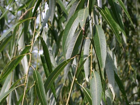 White willow | The Morton Arboretum