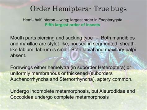 Order Hemiptera and their important families