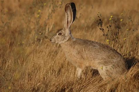 Black-Tailed Jackrabbit - Facts, Diet, Habitat & Pictures on Animalia.bio