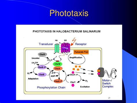 PPT - Bacteriorhodopsin PowerPoint Presentation, free download - ID:3524490