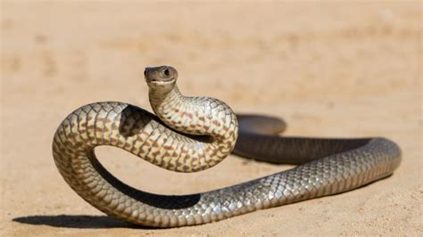 Brisbane Snakes Identification | Snake Facts (2023)