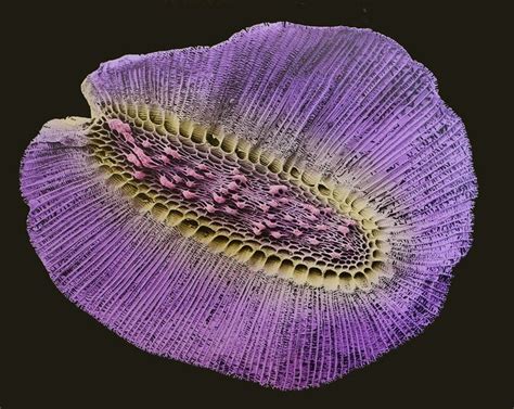 a close up view of a purple flower