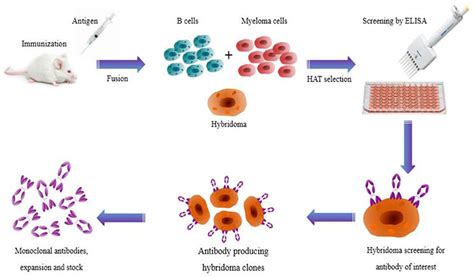 Rabbit Monoclonal Antibodies (RabMab) Benefits | Fabbricabois