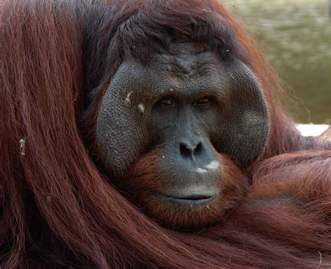 orangutan-male | Nature's Crusaders