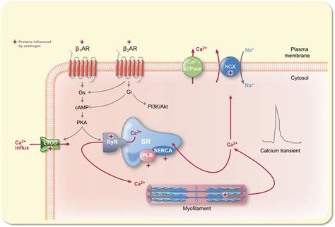 Molecular pathways of oestrogen receptors and β‐adrenergic receptors in cardiac cells ...