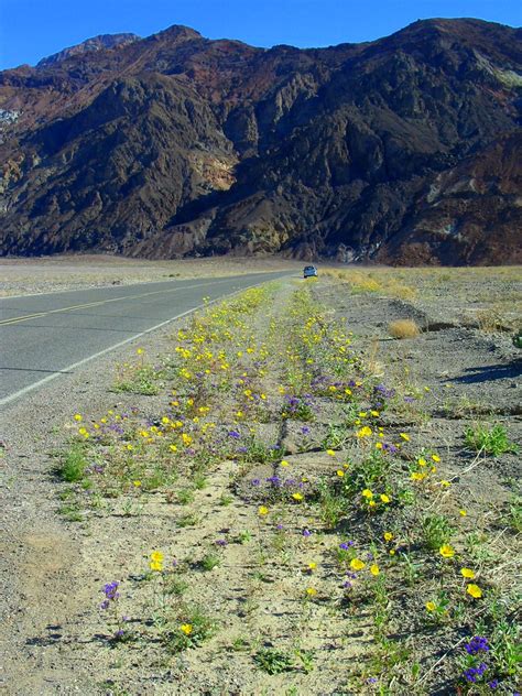 Death valley flowers 1-1-1980 12-02-34 AM | Desert Marigold … | Flickr